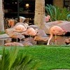 Flamingos